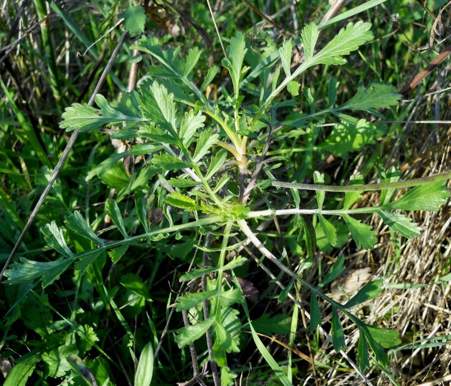 Sixalix atropurpurea
